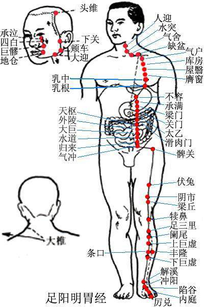 人体胃经准确位置图图片